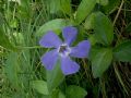 Vinca minor